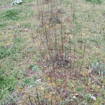 红油香椿来电时请说是通过一亩田看到的价格更优惠