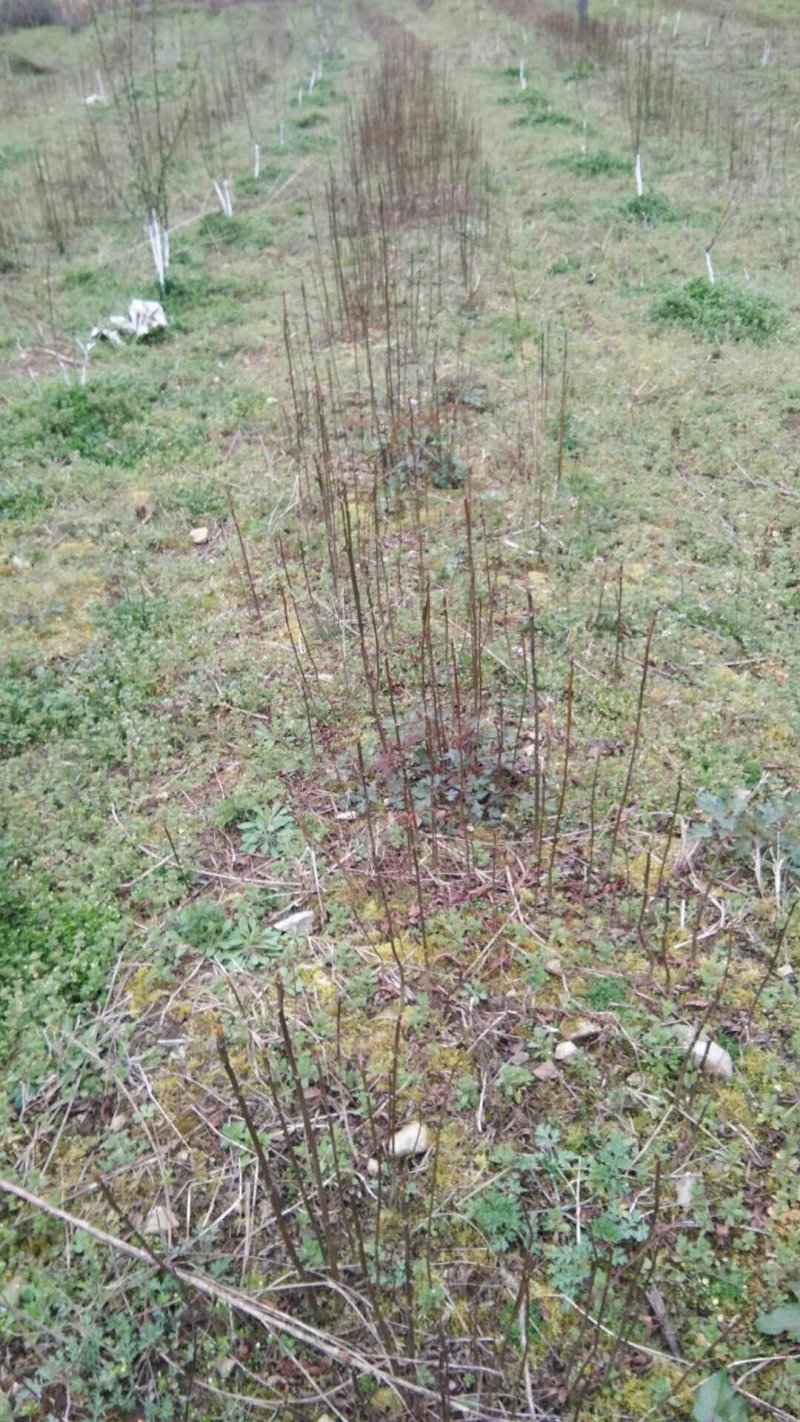 红油香椿来电时请说是通过一亩田看到的价格更优惠