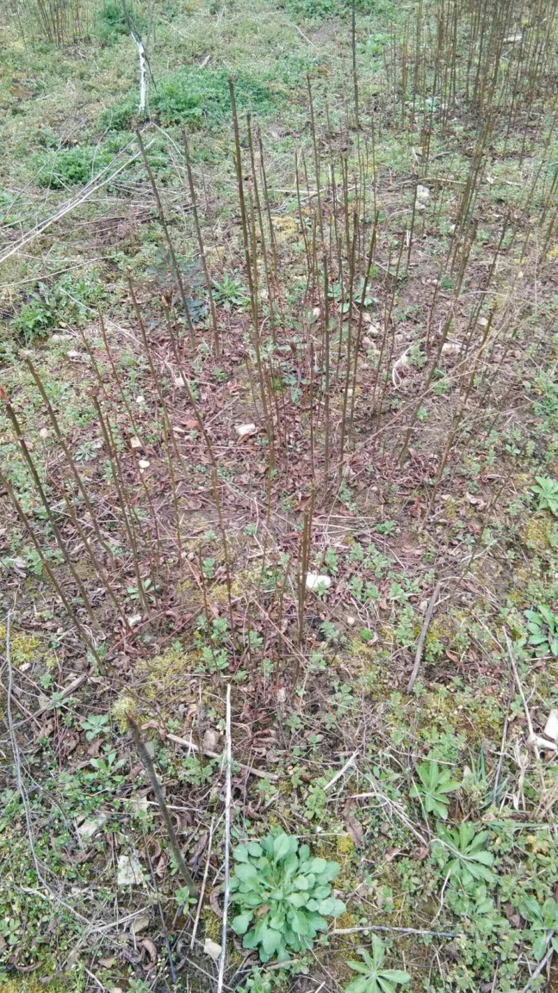 红油香椿来电时请说是通过一亩田看到的价格更优惠