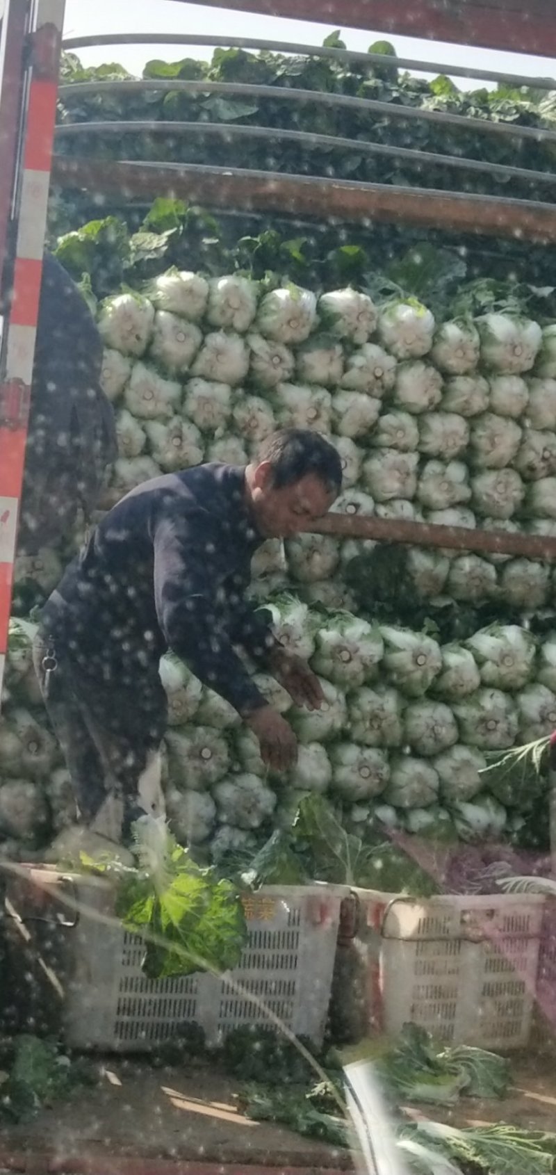 陆良本地大白菜，现货量大黄心大白菜，价格便宜