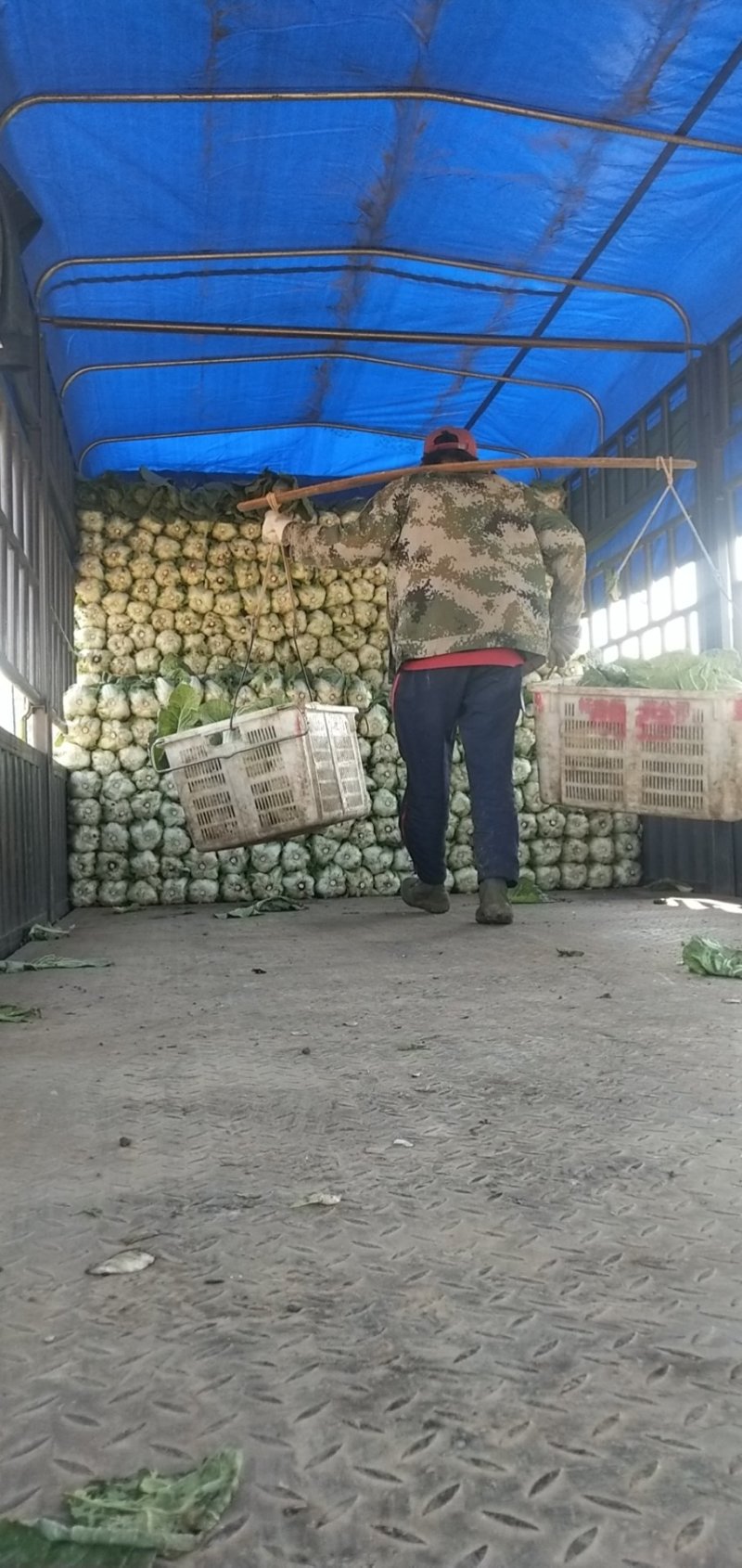 陆良本地大白菜，现货量大黄心大白菜，价格便宜