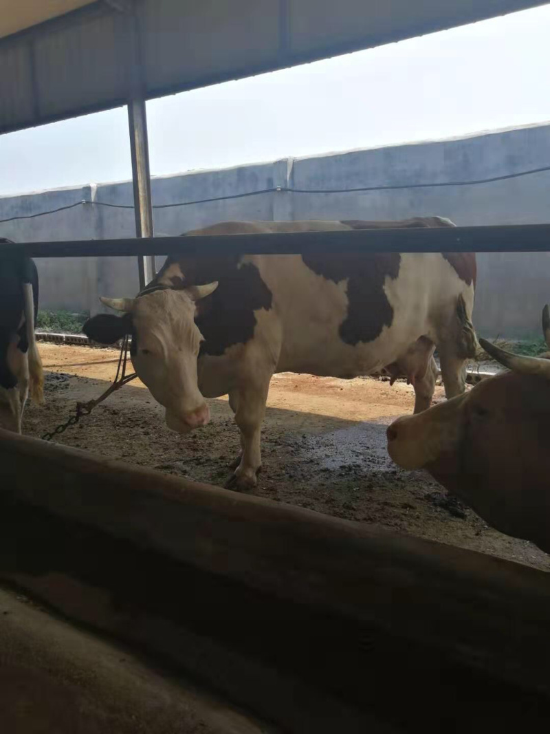 肉牛西门塔尔牛长势快鲁西黄牛全国可运货到家