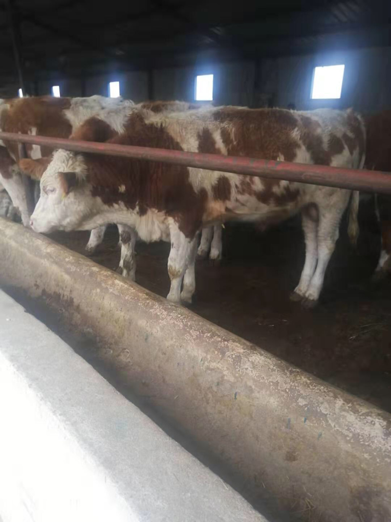肉牛西门塔尔牛长势快鲁西黄牛全国可运货到家