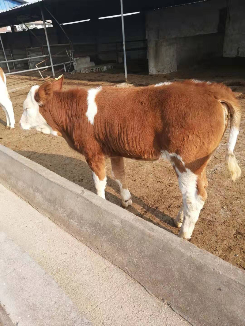 肉牛西门塔尔牛长势快鲁西黄牛全国可运货到家