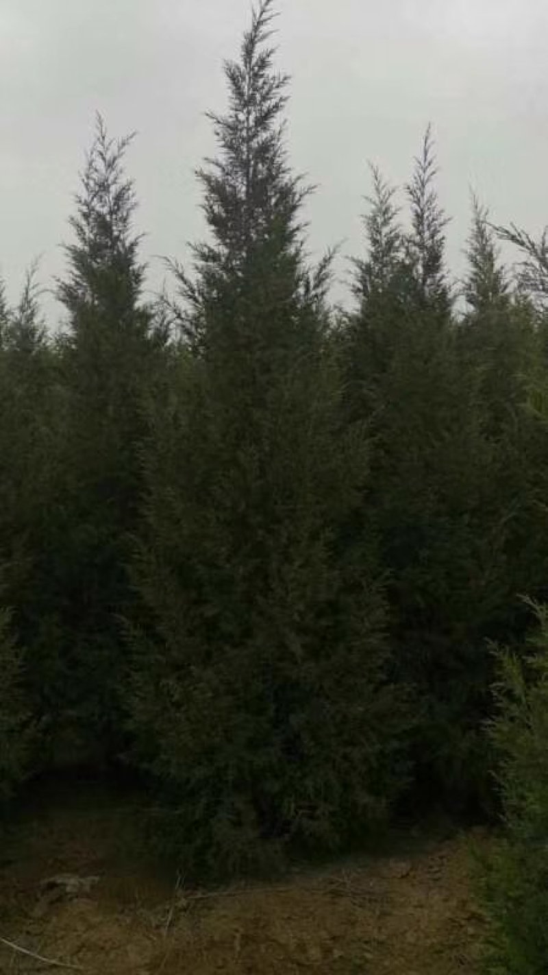 2米蜀桧2.5米蜀桧3米优质蜀桧价格