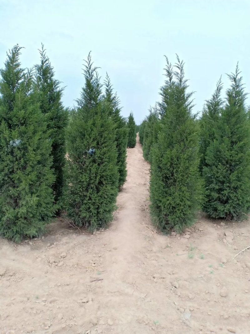 2米蜀桧2.5米蜀桧3米优质蜀桧价格