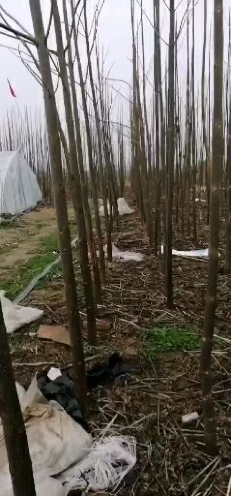 泡桐苗