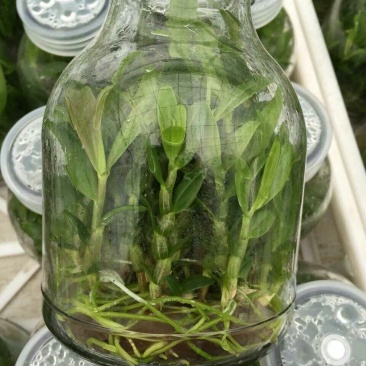 铁皮石斛瓶苗组培苗浙江雁荡山品种