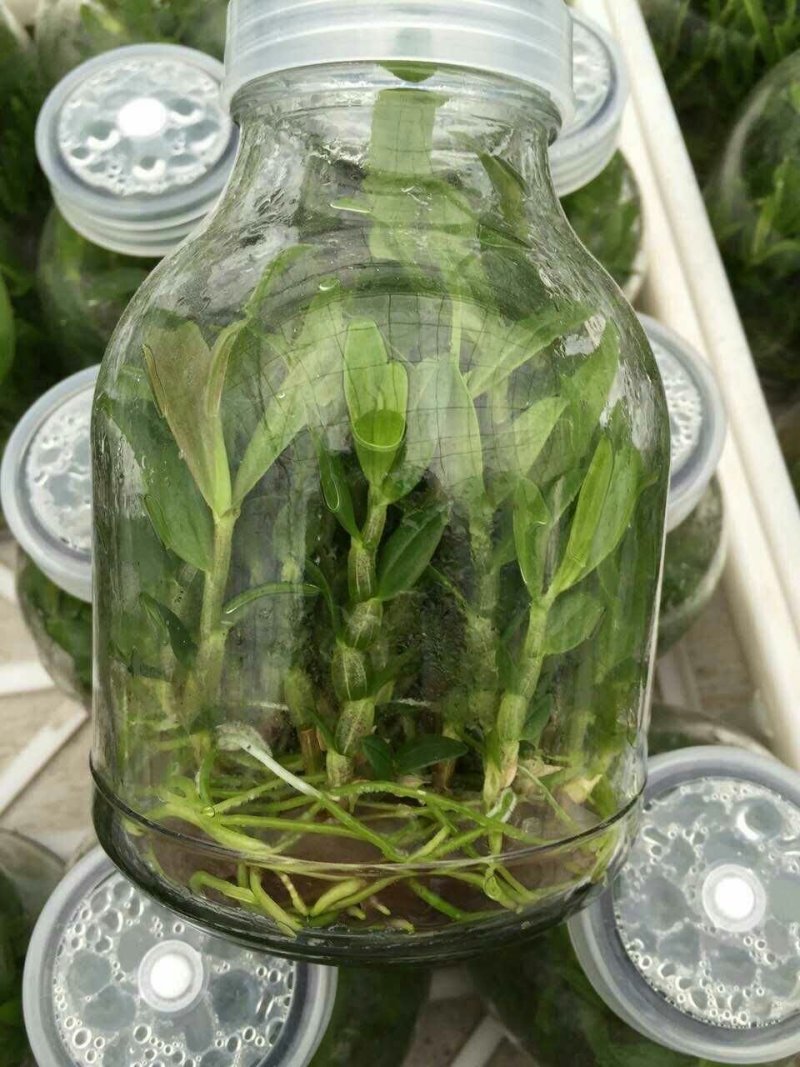 铁皮石斛瓶苗组培苗浙江雁荡山品种