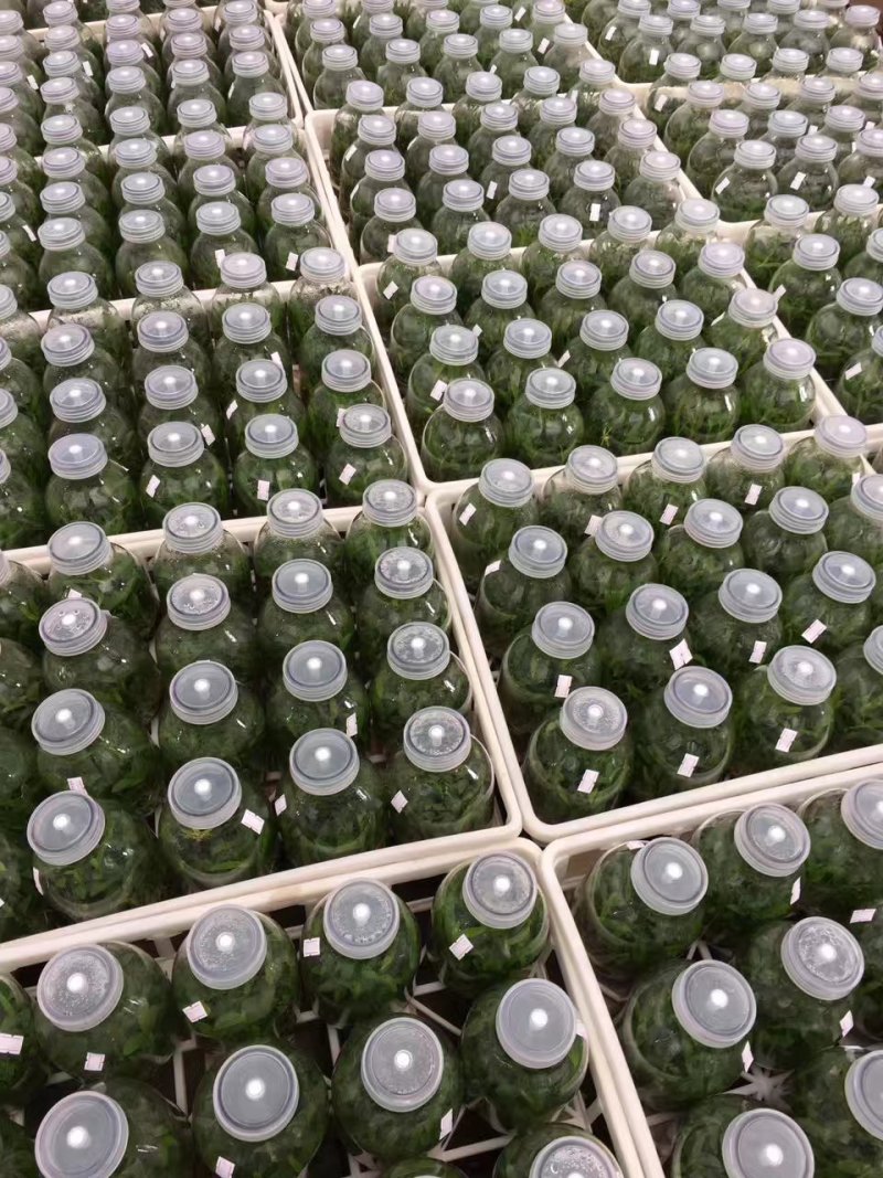铁皮石斛瓶苗组培苗浙江雁荡山品种