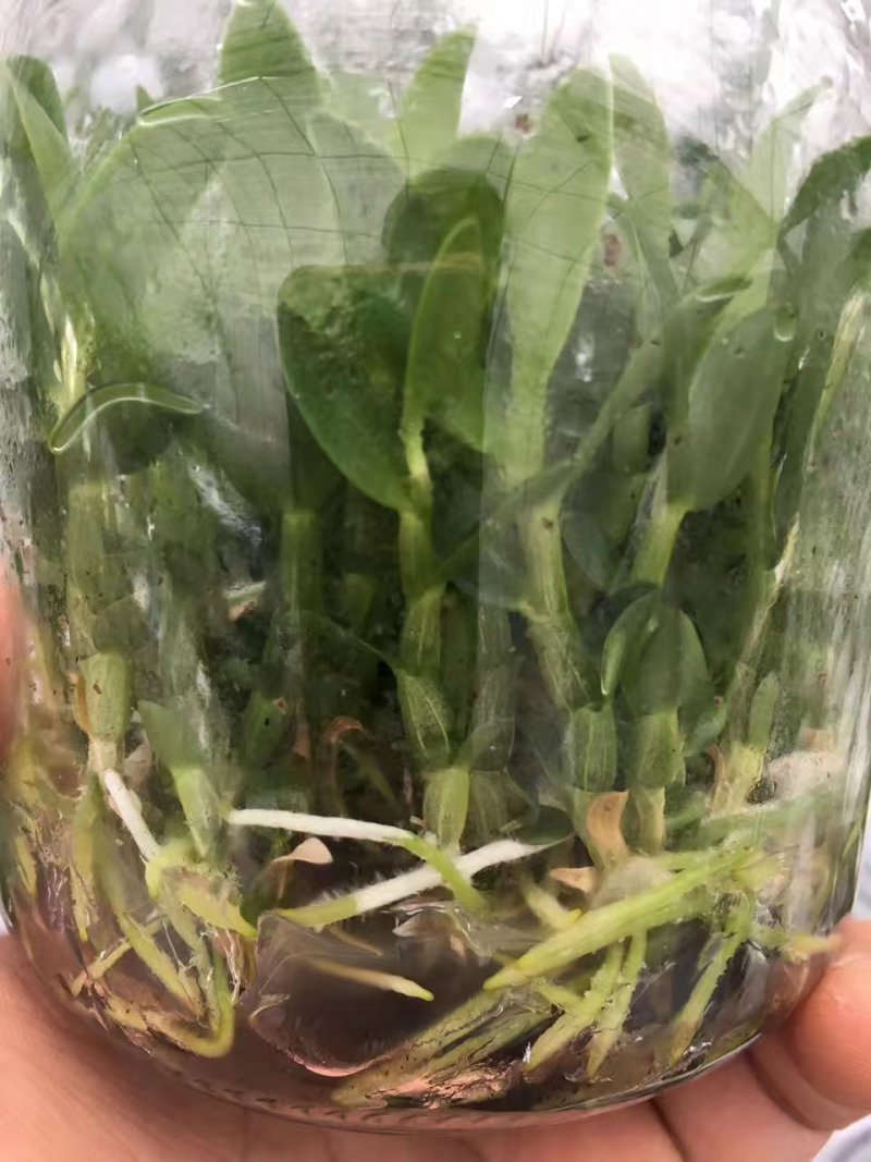 铁皮石斛瓶苗组培苗浙江雁荡山品种