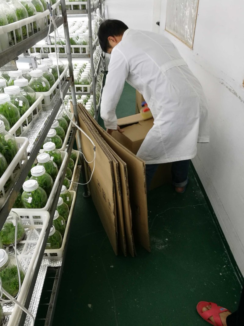铁皮石斛瓶苗组培苗浙江雁荡山品种