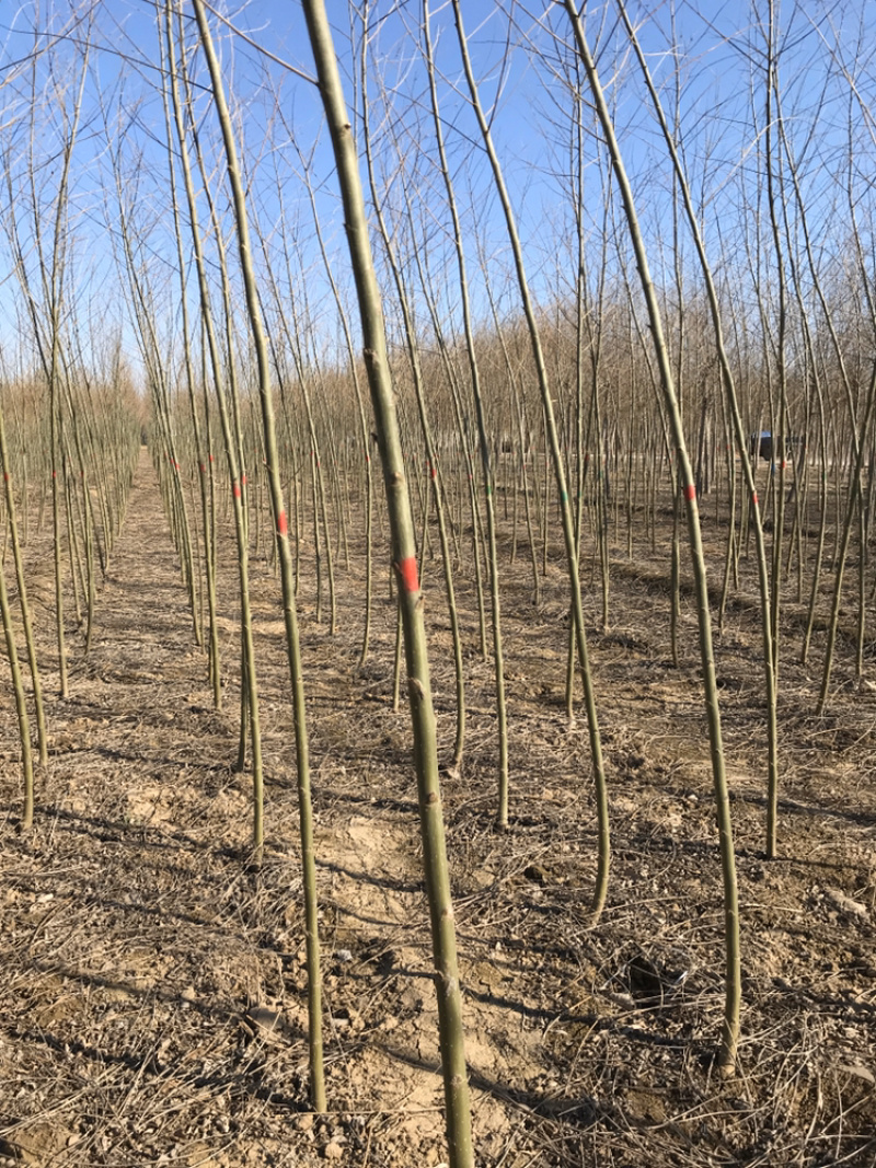 2公分柳树2公分柳树种段插仟苗价格实惠