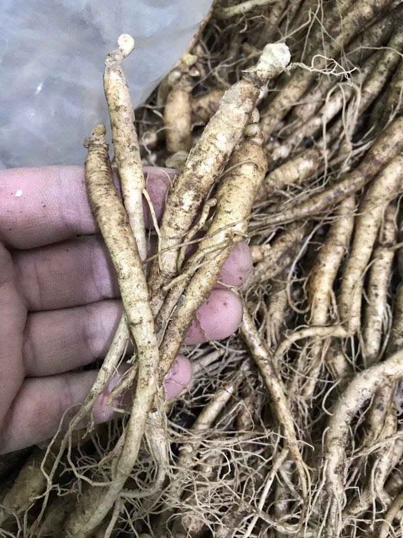 长白山优质鲜人参，新鲜发货，优质小人参煲汤鲜嫩