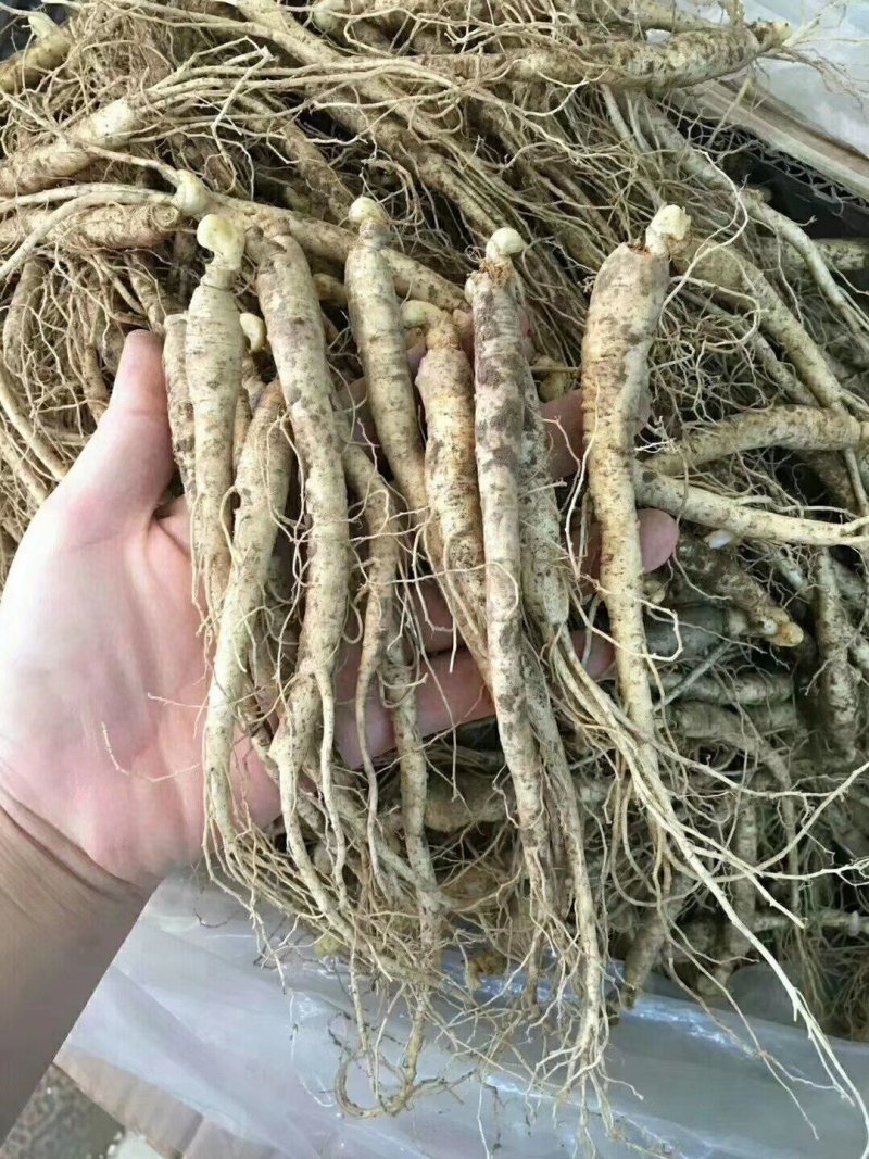 长白山优质鲜人参，新鲜发货，优质小人参煲汤鲜嫩