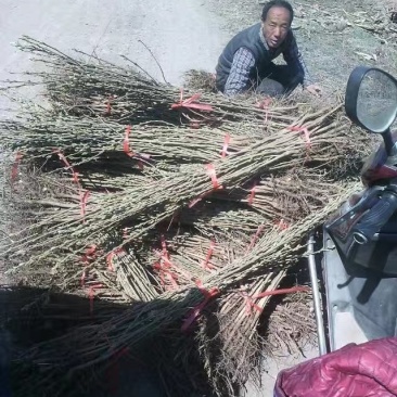 1公分翅果油树苗2公分翅果油树苗价格