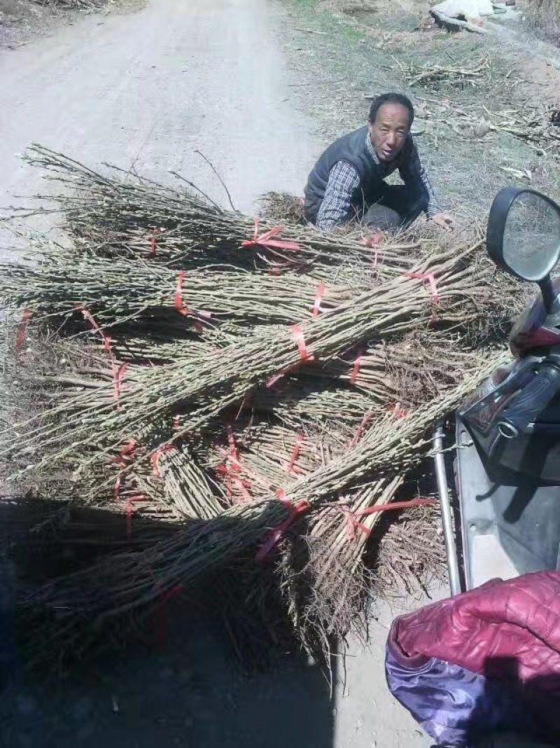 1公分翅果油树苗2公分翅果油树苗价格