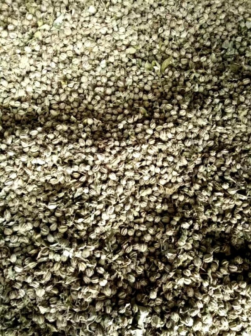 1公分翅果油树苗2公分翅果油树苗价格