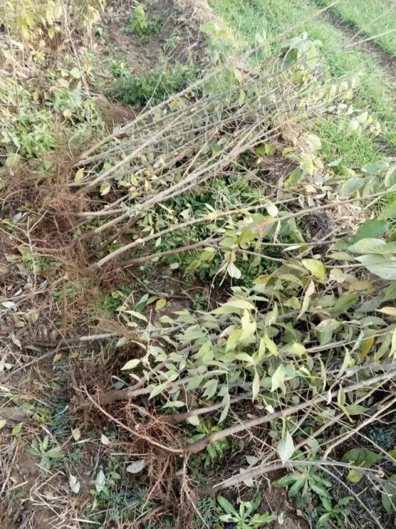 1公分翅果油树苗2公分翅果油树苗价格
