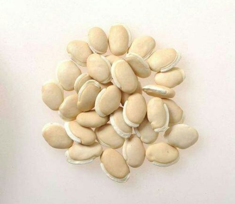 白扁豆，常年批发供应药食两用白扁豆