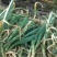 大荔县无公害有机露地红根蒜苗质大从优