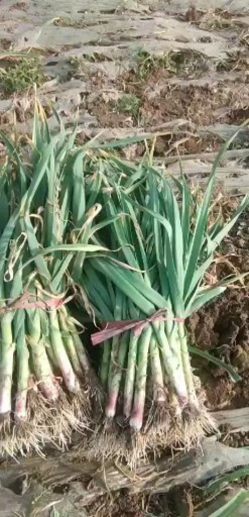 大荔县无公害有机露地红根蒜苗质大从优