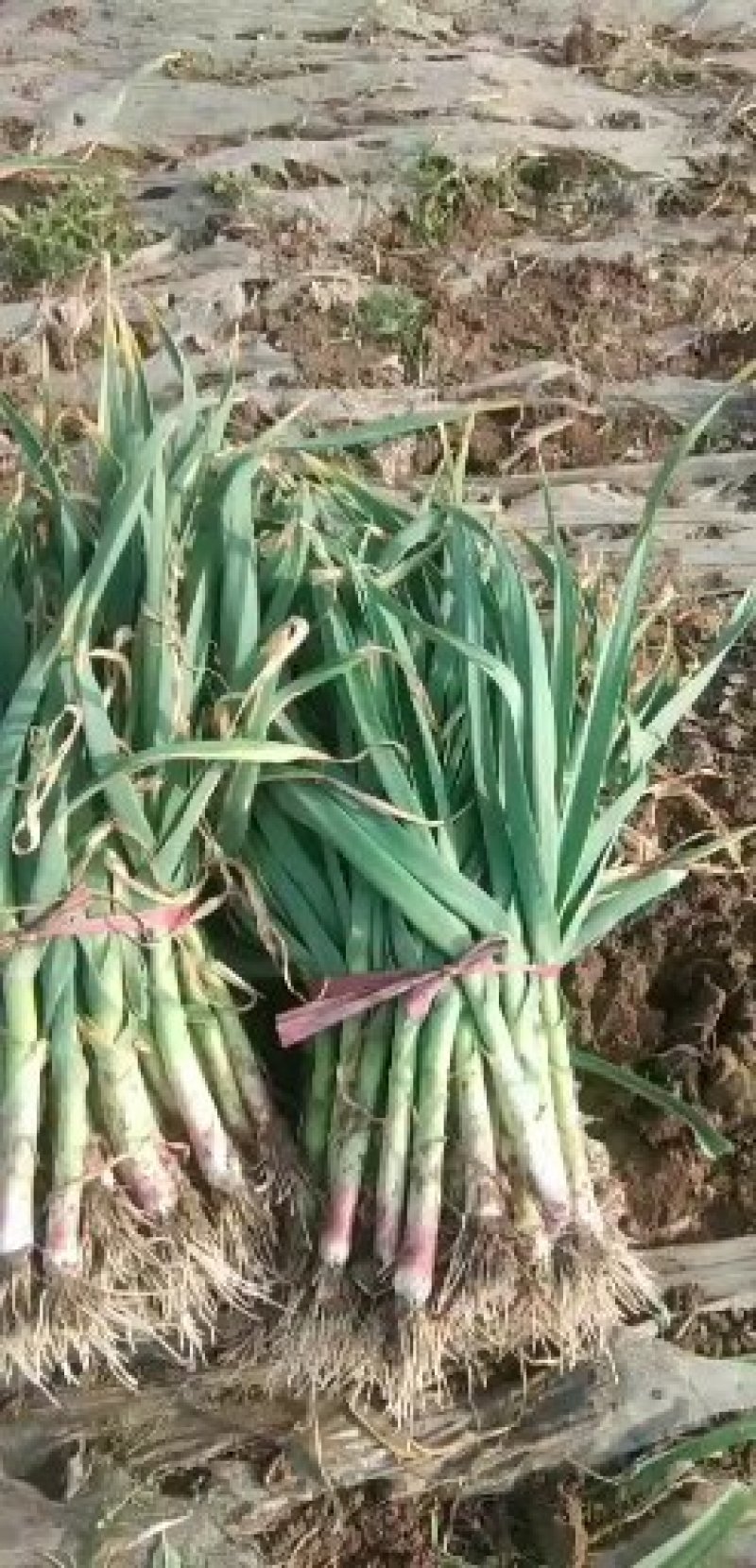 大荔县无公害有机露地红根蒜苗质大从优
