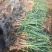 大荔县无公害有机露地红根蒜苗质大从优