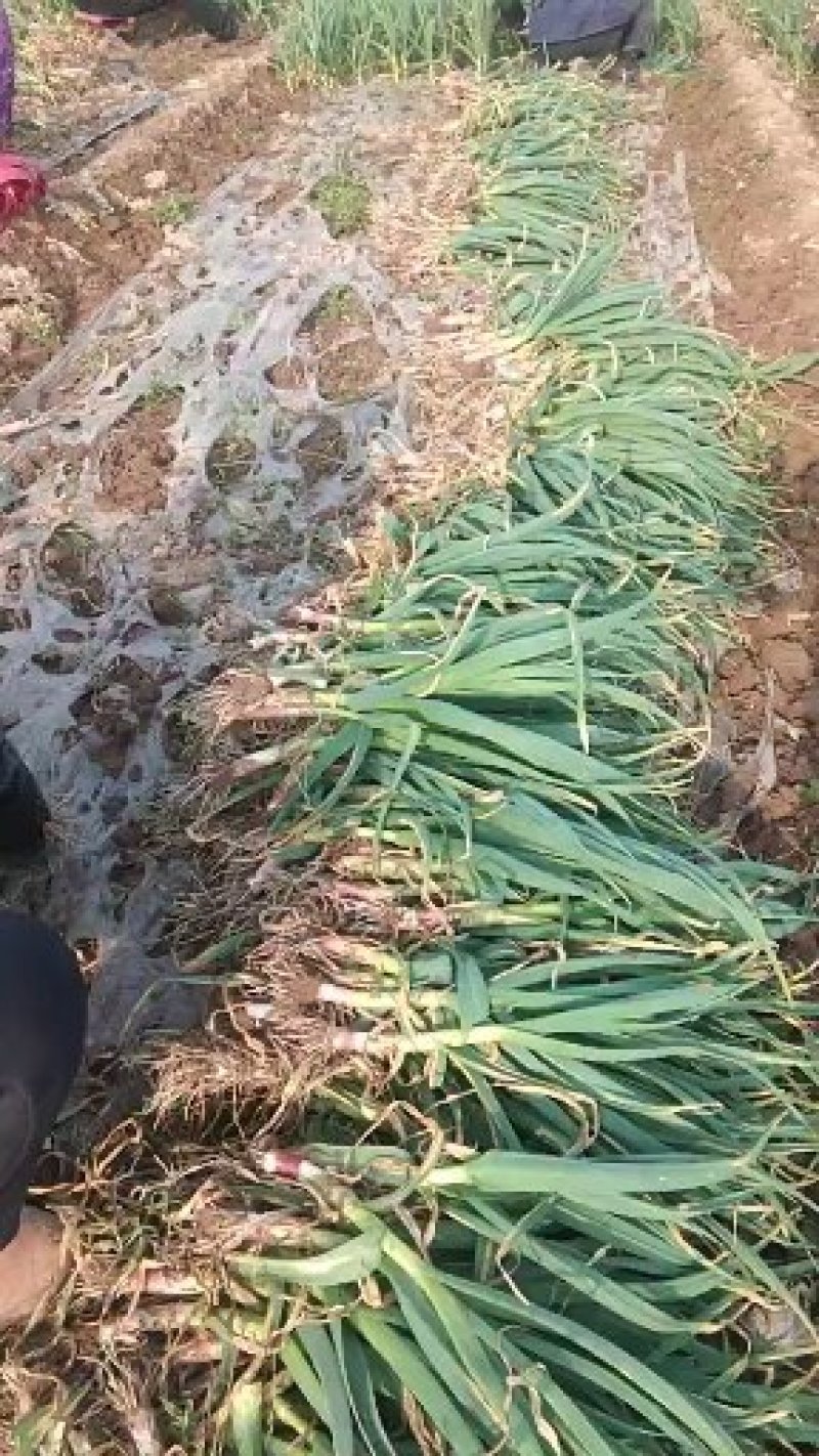 大荔县无公害有机露地红根蒜苗质大从优
