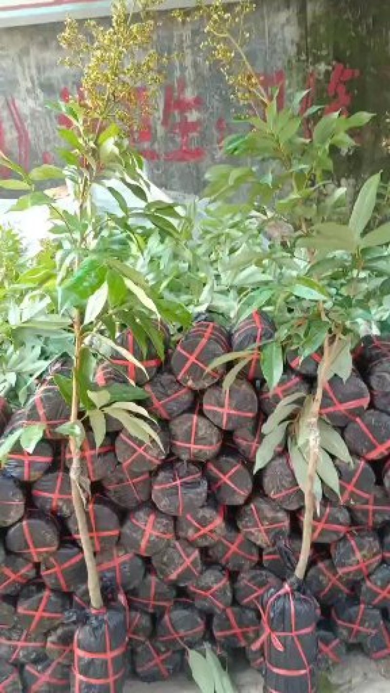 妃子笑荔枝袋装苗成活率百份百带叶带土！！