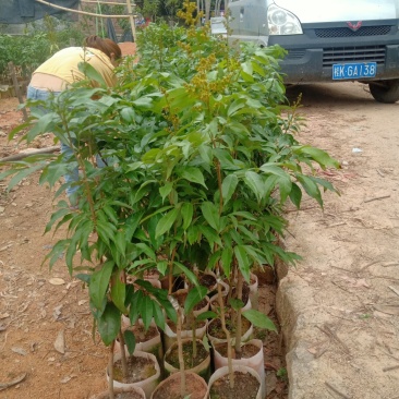 妃子笑荔枝袋装苗成活率百份百带叶带土！！