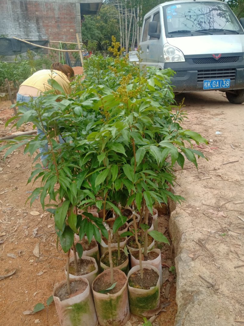 妃子笑荔枝袋装苗成活率百份百带叶带土！！