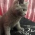 兰猫英短