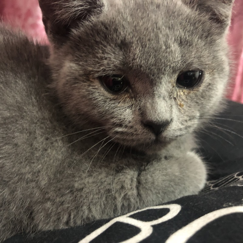 兰猫英短