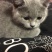 兰猫英短