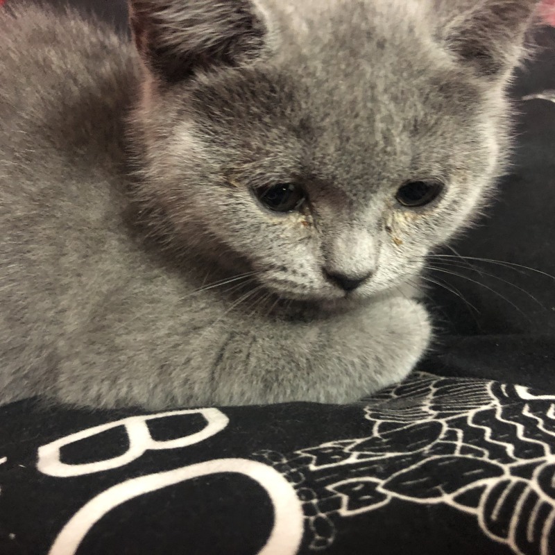 兰猫英短