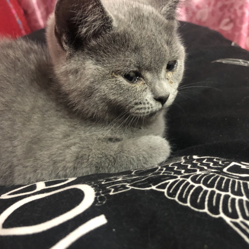 兰猫英短