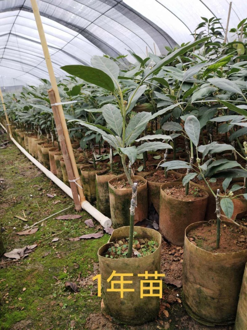 牛油果苗+++++++++