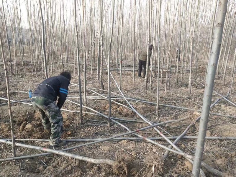 本地苗圃柳树直柳支持看货打号装车付款……