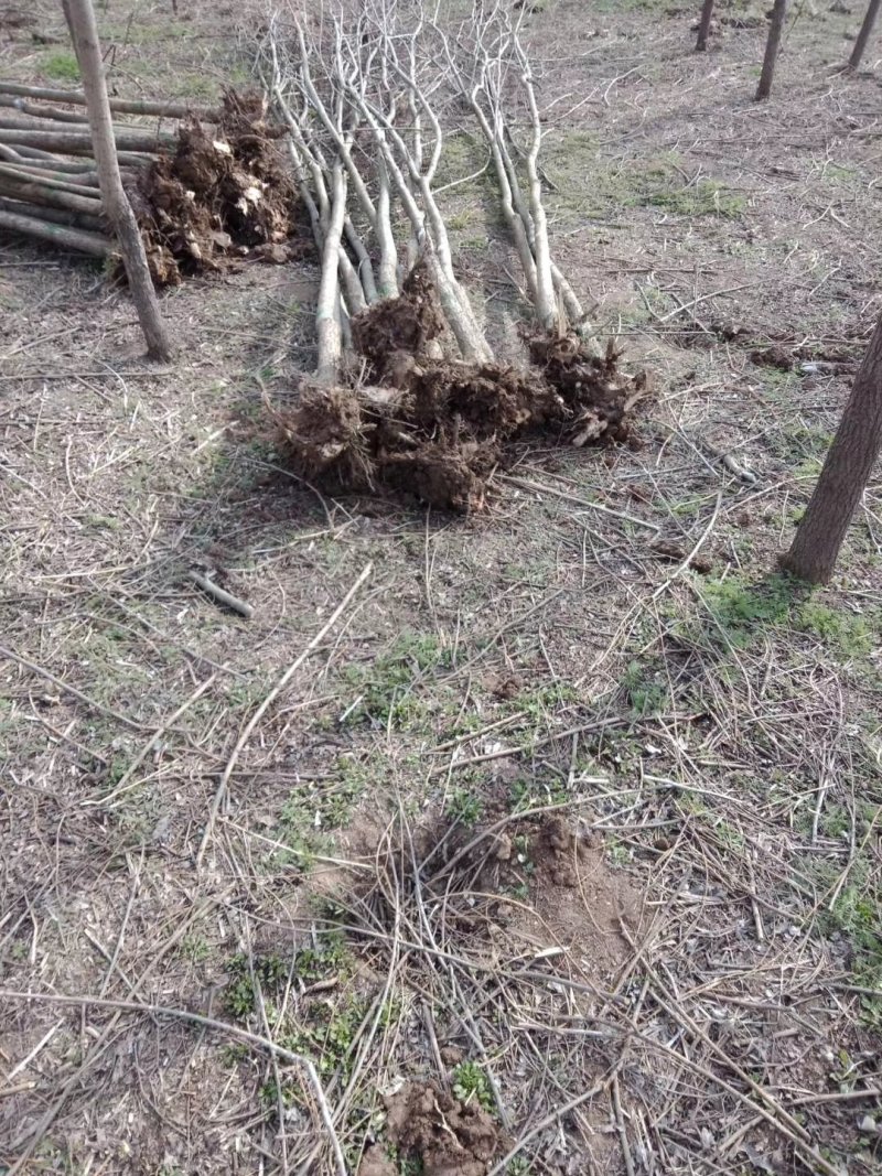 本地苗圃柳树直柳支持看货打号装车付款……