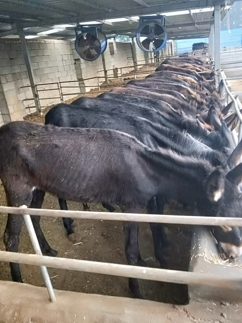 【诚信认证】肉驴，德州驴，改良肉驴，免费运输，货到付款。