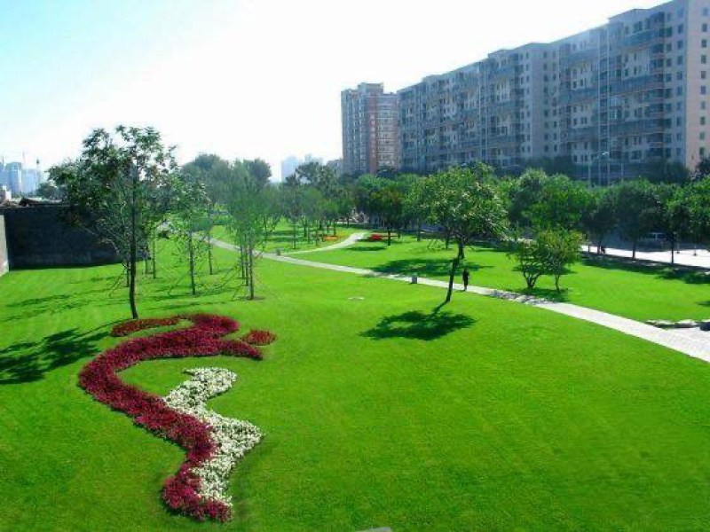 纯进口马尼拉草坪种子护坡固土防沙草种子四季常青草坪种子