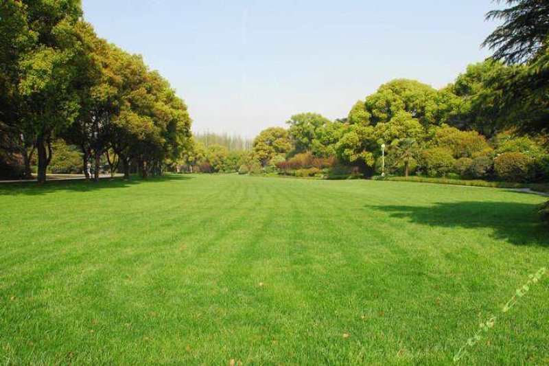 纯进口马尼拉草坪种子护坡固土防沙草种子四季常青草坪种子