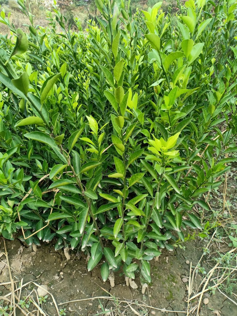 柑橘苗/柑橘树各种规格/数量充足