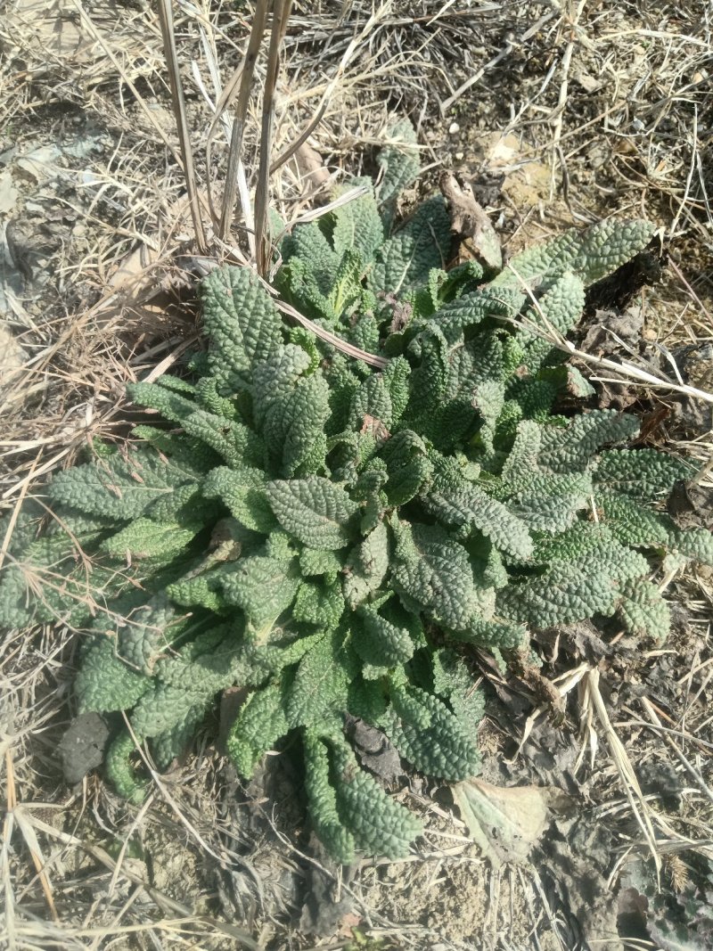 癞蛤蟆草野生包邮一一手选色青味浓批发零售产地直发一手货源