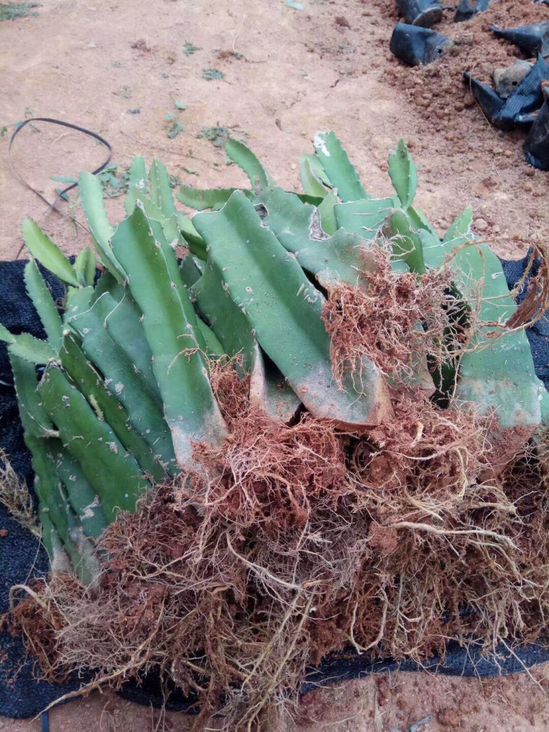 火龙果苗双色龙红皮白肉火龙果苗软枝大红