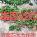 卫矛苗卫矛小苗免费包邮卫矛树苗确保苗木新鲜到你家