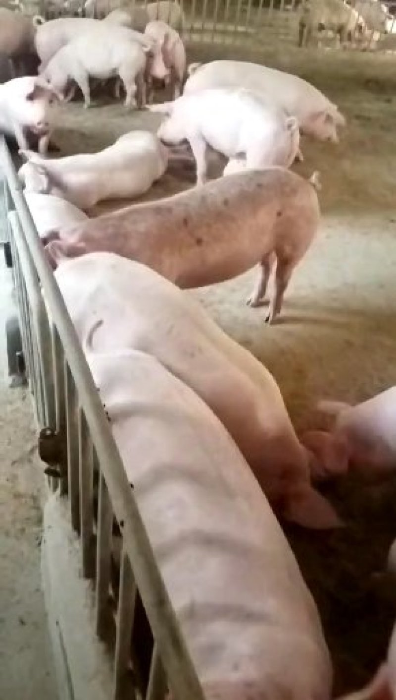 【热销】江苏仔猪基地，仔猪批发品种齐全，