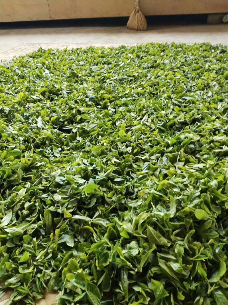 2020新茶