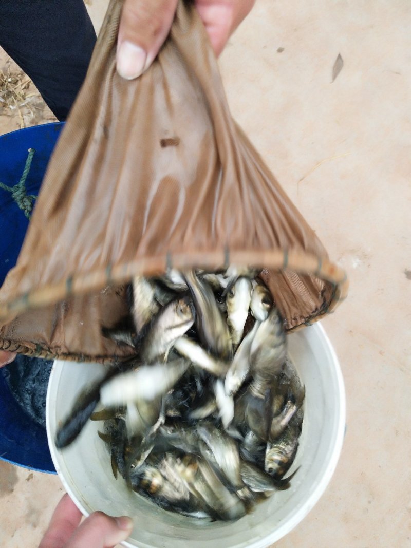 热卖花鲢鱼苗，量大从优，提供技术指导，，，，